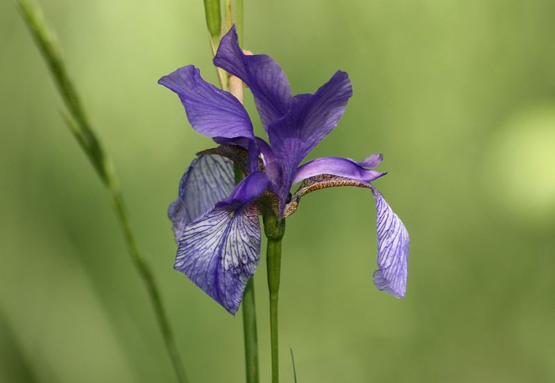 Un anno di fiori...